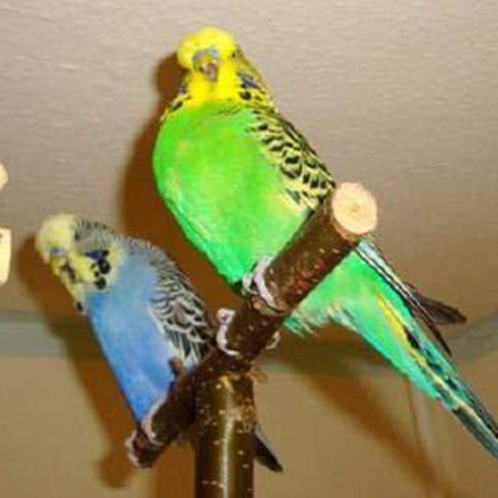 Chew Cockatiel Toy Bird Paw Grinding Bird Cage Accessories Parrot Stand Parrot Wooden Perch Bird stand Cockatiel Budgie Conures Exercise
