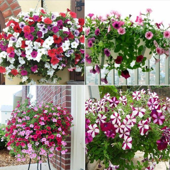 Hạt Giống Hoa Dạ Yến Thảo cánh kép nhiều màu -30 hạt