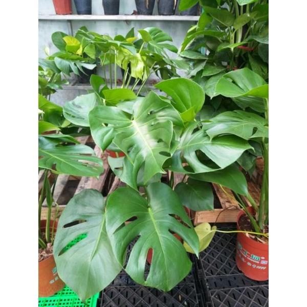 Trầu bà lá xẻ Nam Mỹ