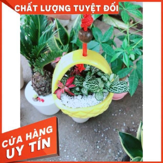 Chậu cây lá cẩm nhung hay lá may mắn