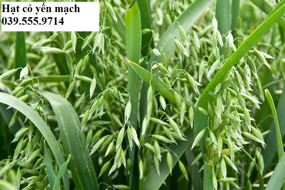 Hạt Giống Cỏ Yến Mạch 100gram – Cỏ Chịu Lạnh tốt, năng suất cao