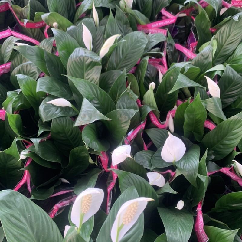 Cây hoa lan ý cao 30cm, hoa lá xum xuê nở quanh năm tươi tốt, cây hoa trồng để bàn, trang trí nội thất và sân vườn