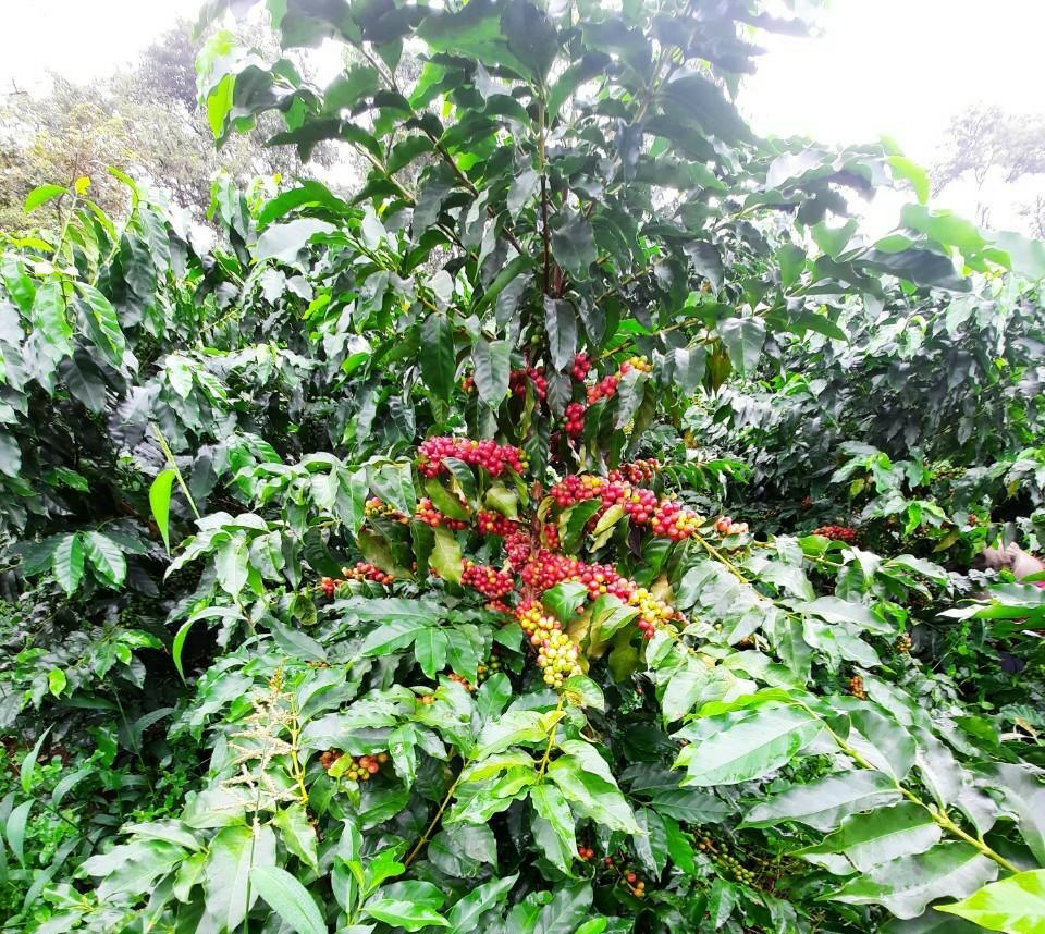 Cây Cà Phê ARABICA Giống