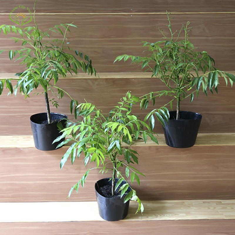 50 Chậu C10 25.5x20.5cm nhựa PE dẻo trồng cây bền từ 5 đến 10 năm-77105