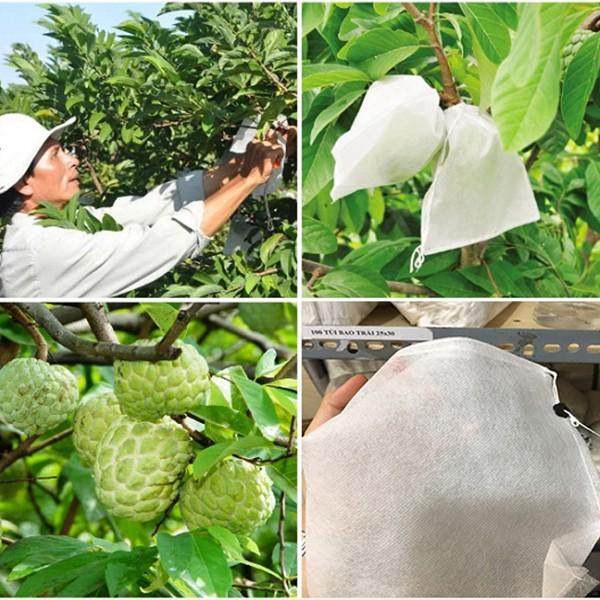 100 CÁI TÚI BAO , BỌC CAM,LÊ,NA THÁI,BƠ,..TÚI BAO,BỌC TRÁI CÂY