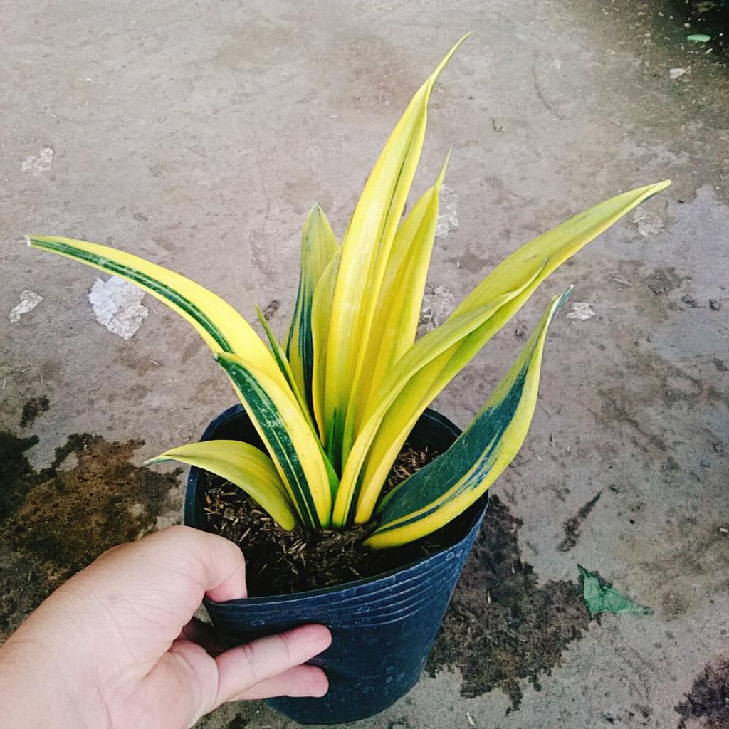 Cây Lưỡi Hổ Hoàng Kim - cây cảnh để bàn + tặng phân bón cho cây