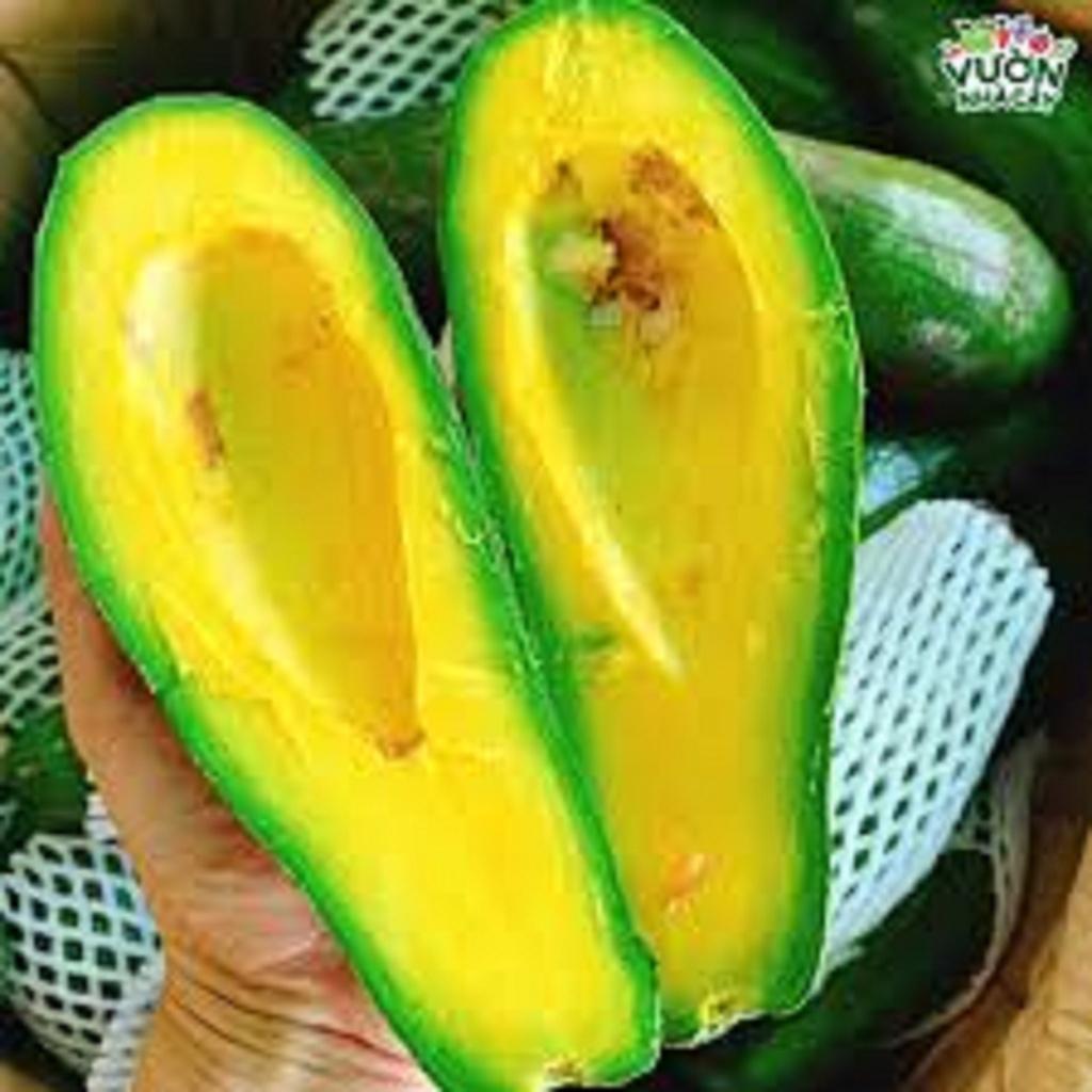 CÂY GIỐNG BƠ SÁP DA XANH