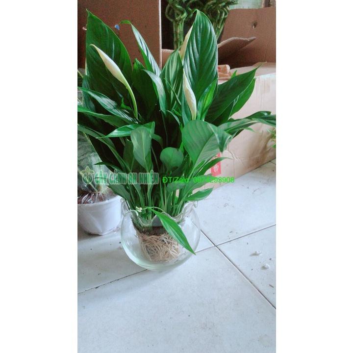 Chậu Cây Lan Ý Thủy Sinh