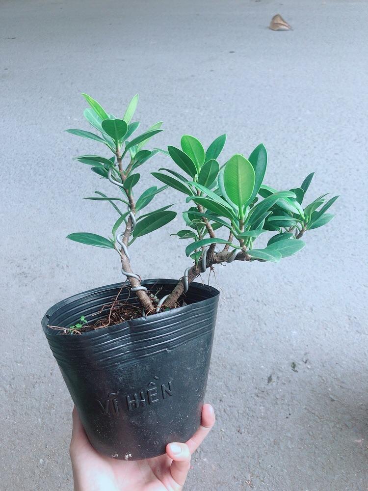 Cây Da Nhật Bonsai