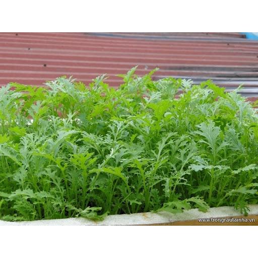 Hạt giống rau cải đuôi phượng xanh - 1 gói 10gram