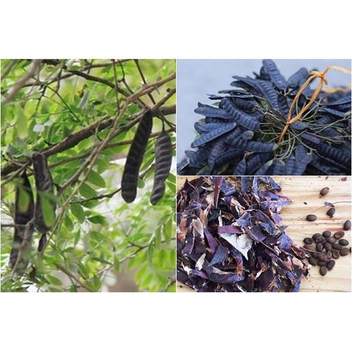 CHẬU CÂY GIỐNG CÂY BỒ KẾT