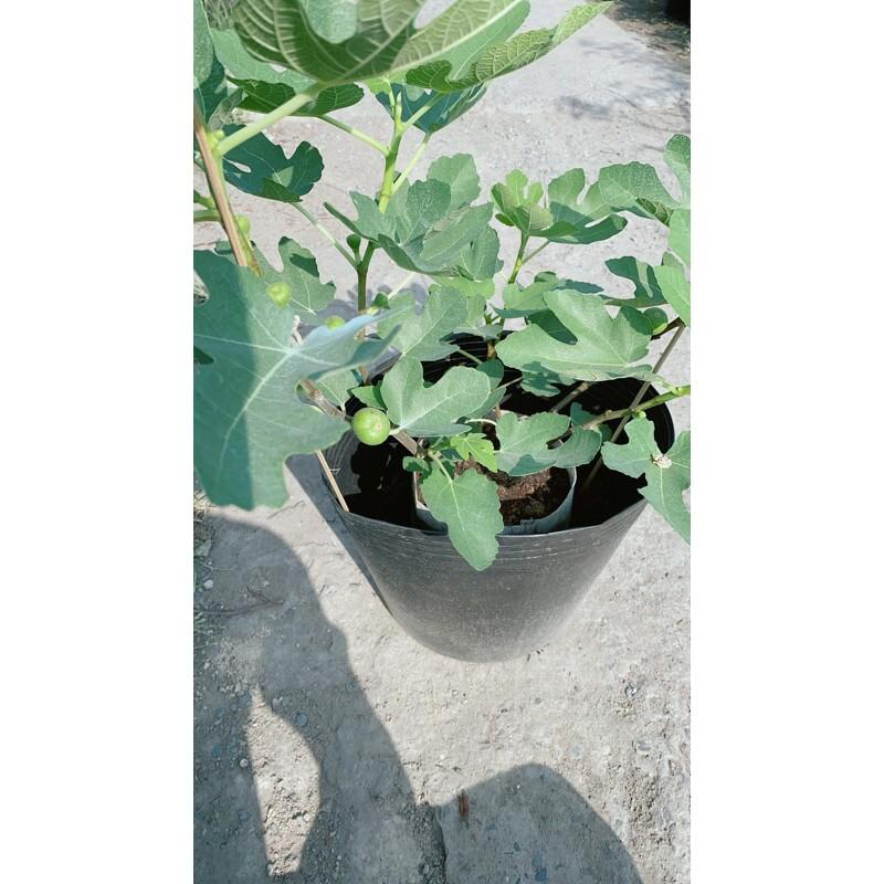 Cây Sung Có Sẵn Trái