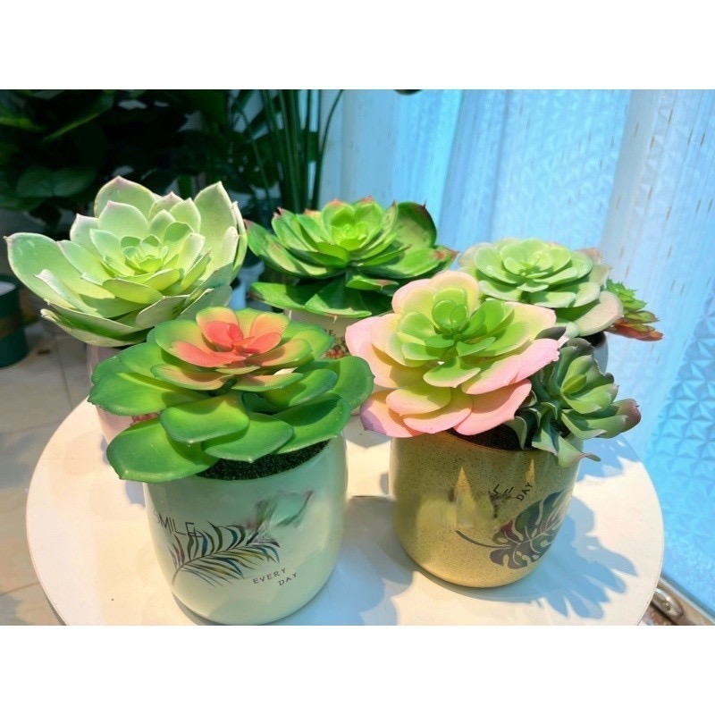 Chậu sen đá trang trí - Cây giả, hoa lụa Decor trang trí nhà cửa