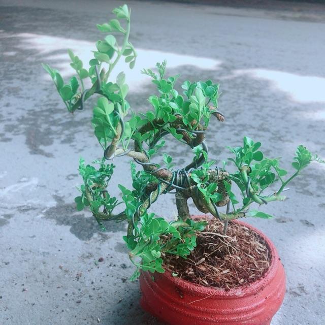 Chậu Cây Cần Thăng