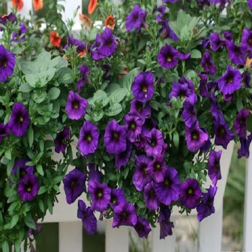 DẠ YẾN THẢO THƠM RỦ F1,DẠ YẾN THẢO THƠM RỦ F1