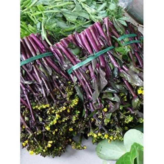 Hạt giống rau cải ngồng đỏ dể trồng- gói 50 hạt/tặng kèm gói phân bón lót