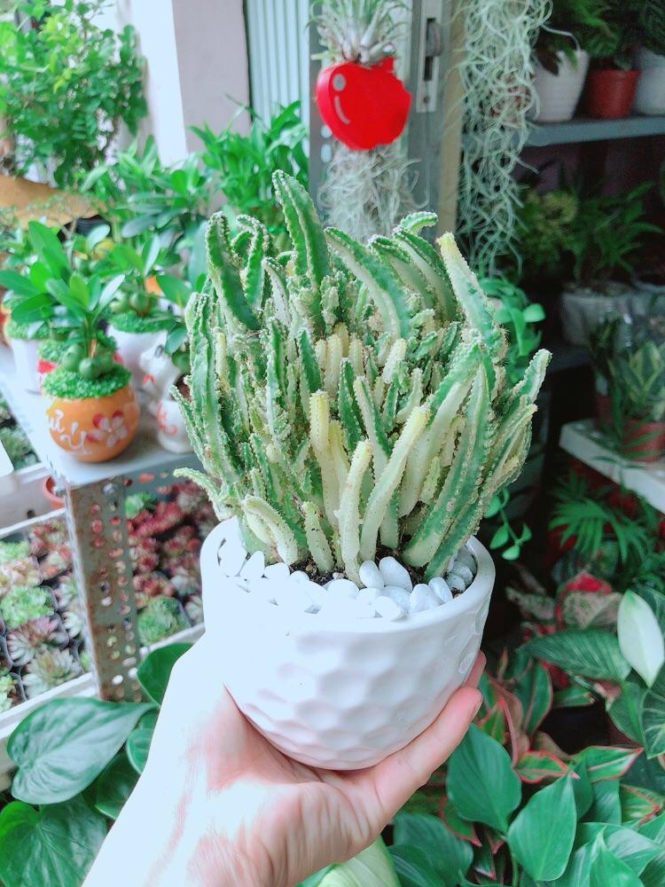 Chậu Cây Xương Rồng Thanh Sơn