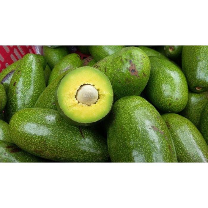 CÂY GIỐNG BƠ SÁP XANH