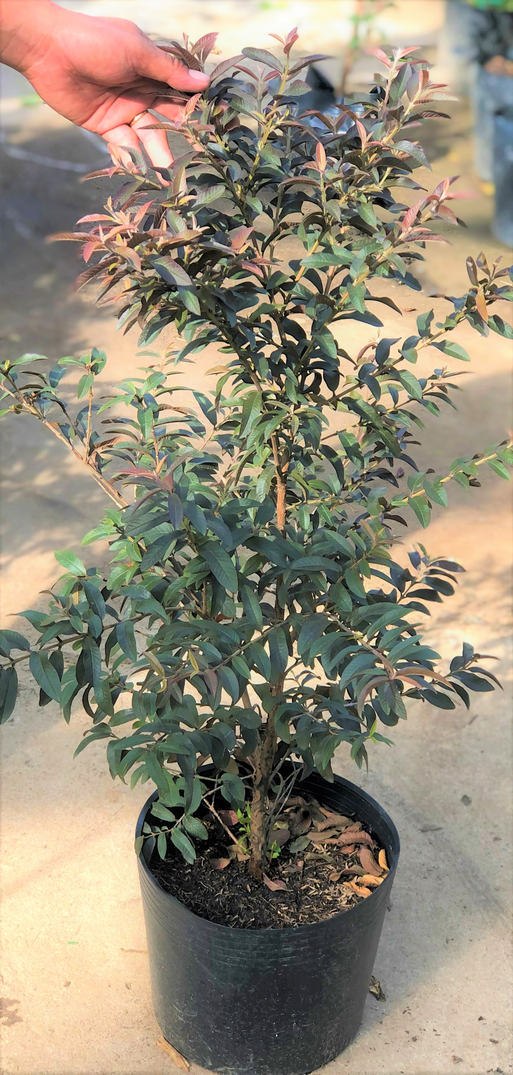Cây ổi tím cao 70 - 90 cm đã cho trái