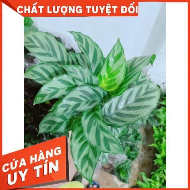 Chậu đuôi công xanh lá nhỏ