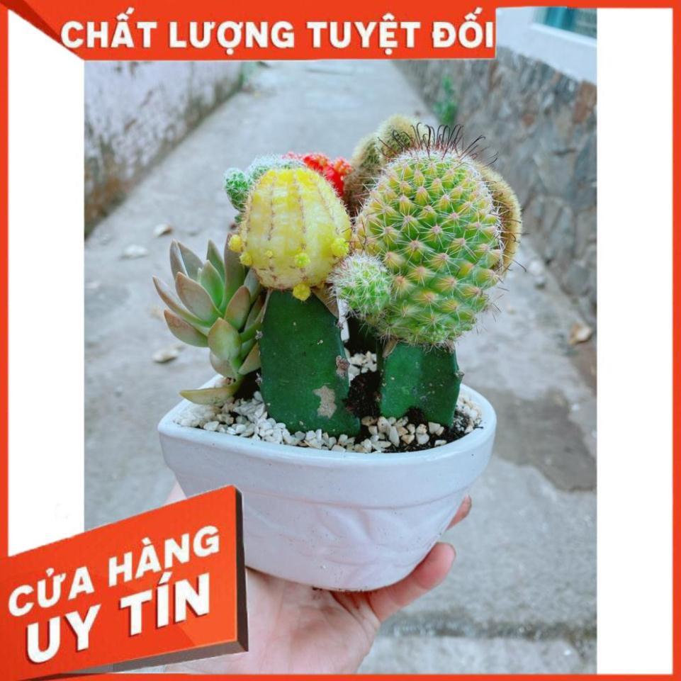 Chậu xương rồng tiểu cảnh