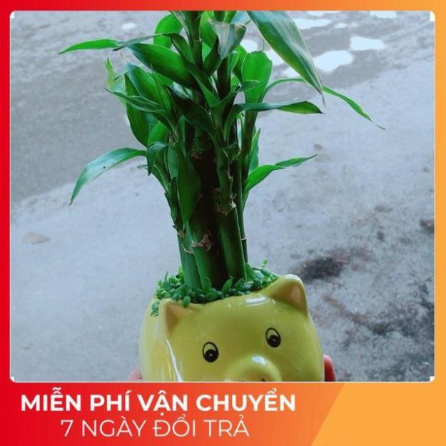 Chậu Trúc Phát Tài