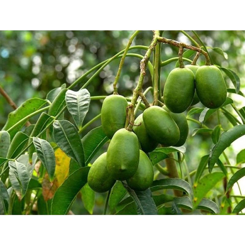 Cây giống cóc lùn Thái, cây dáng lùn cho trái sớm, năng suất cao, quả to, thơm hơn giống cóc ta