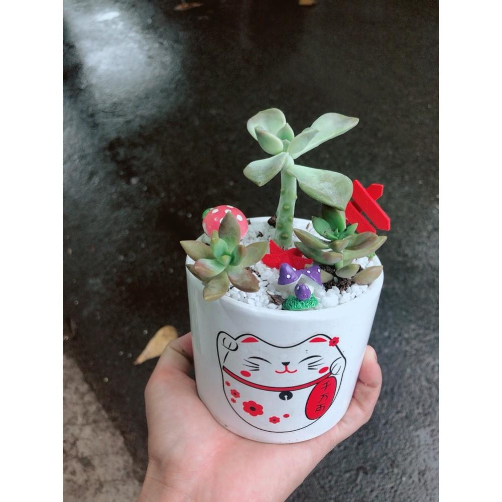 Chậu sen đá tiểu cảnh 2