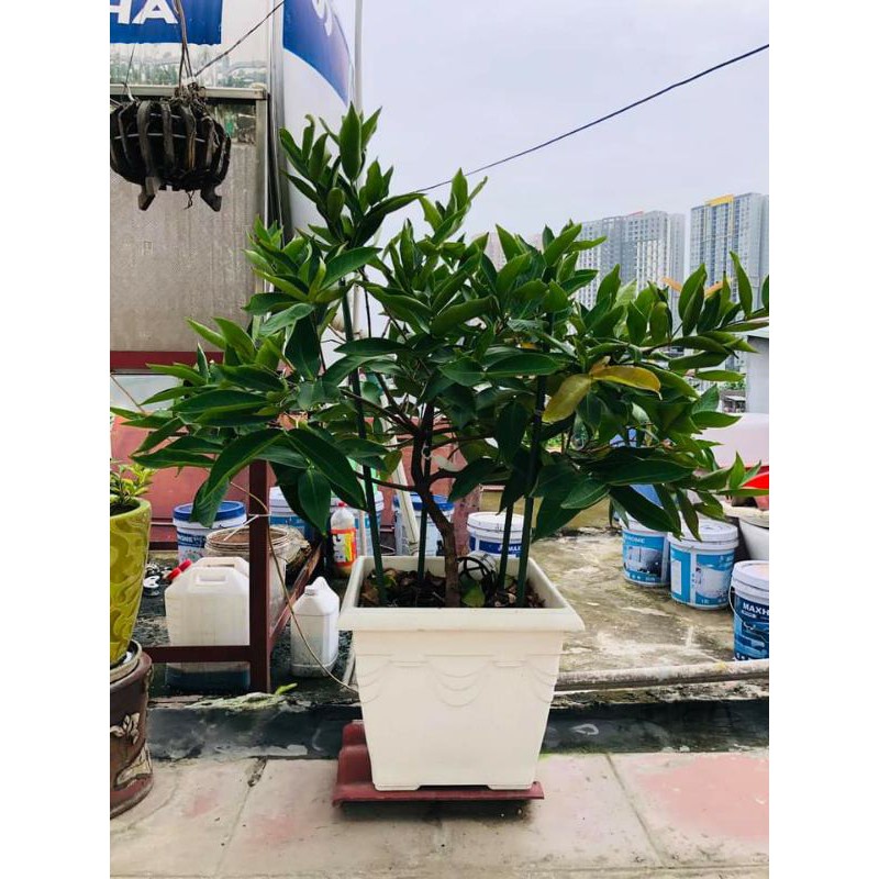 Cây Giống mận Đường Thái Lùn