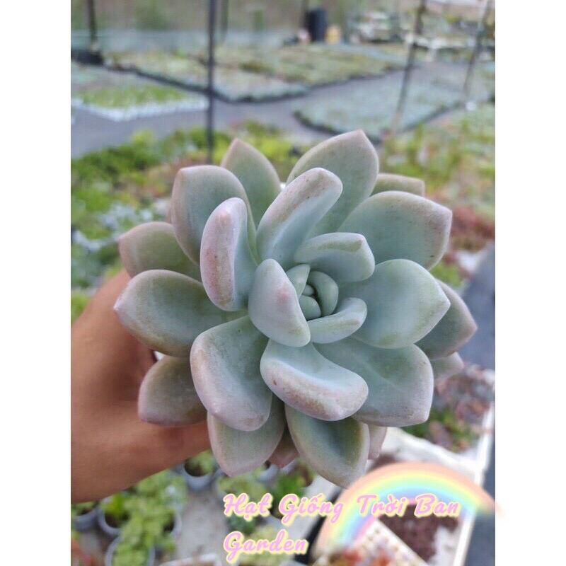 Sen đá sỏi hồng LÁ DÀI SIZE TRUNG BÌNH SIÊU CUTE