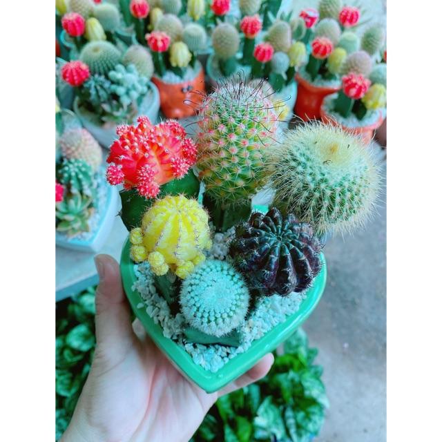 Chậu xương rồng tiểu cảnh