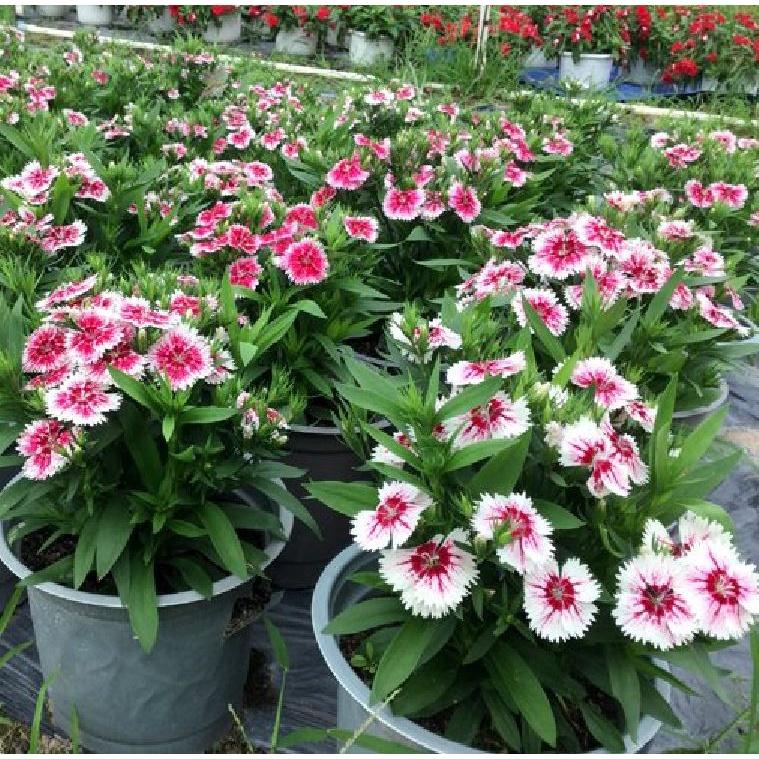 Hạt giống hoa cẩm chướng đơn mix màu KNS3598 - Gói 50 hạt