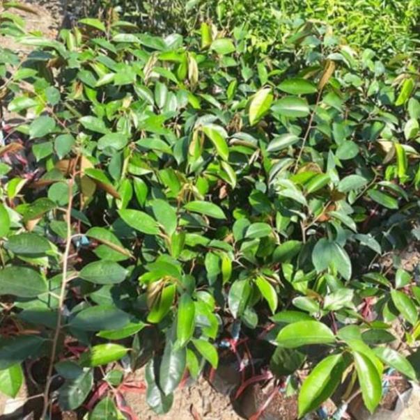 CÂY GIỐNG VÚ SỮA TÍM HÀNG GIEO HẠT , CAM KẾT GIỐNG CHUẨN F1