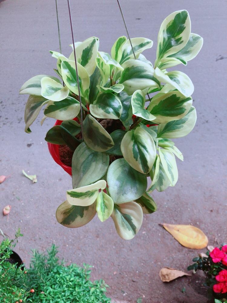 Chậu Cây Trường Sinh Màu Vàng