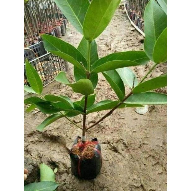Sản phẩm CÂY GIỐNG ROI ĐỎ