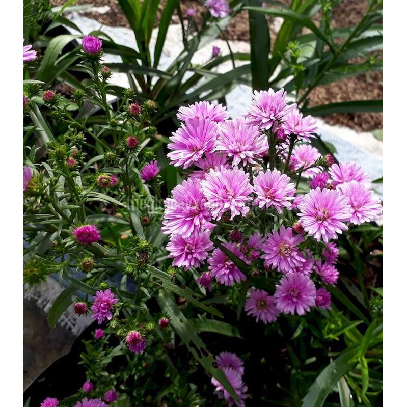 Hạt giống hoa cúc thạch thảo cao mix màu CT399 - Gói 50 hạt