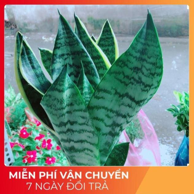 Lưỡi Hổ Cao