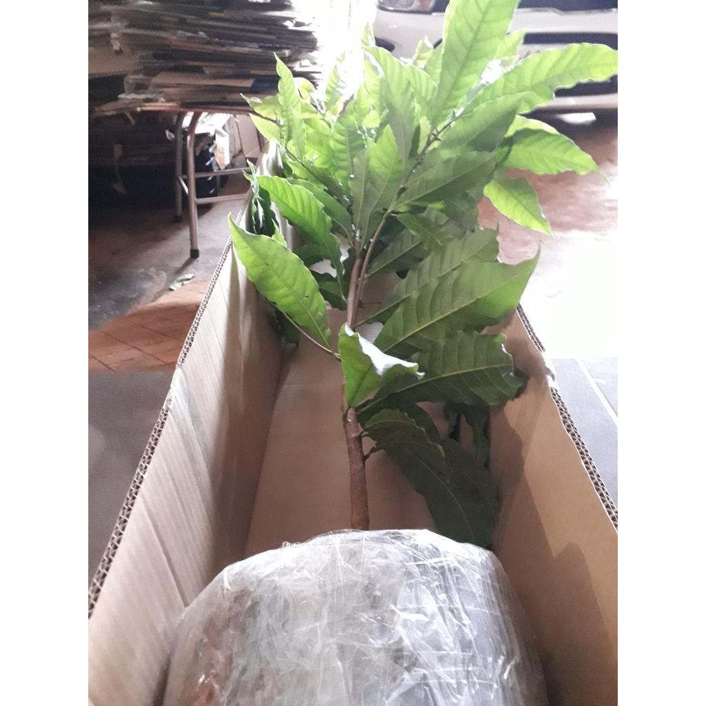 CÂY GIỐNG VÚ SỮA HOÀNG KIM trưởng thành LÁ XUM XUÊ NHIỀU NHÁNH bầu to khổng lồ .