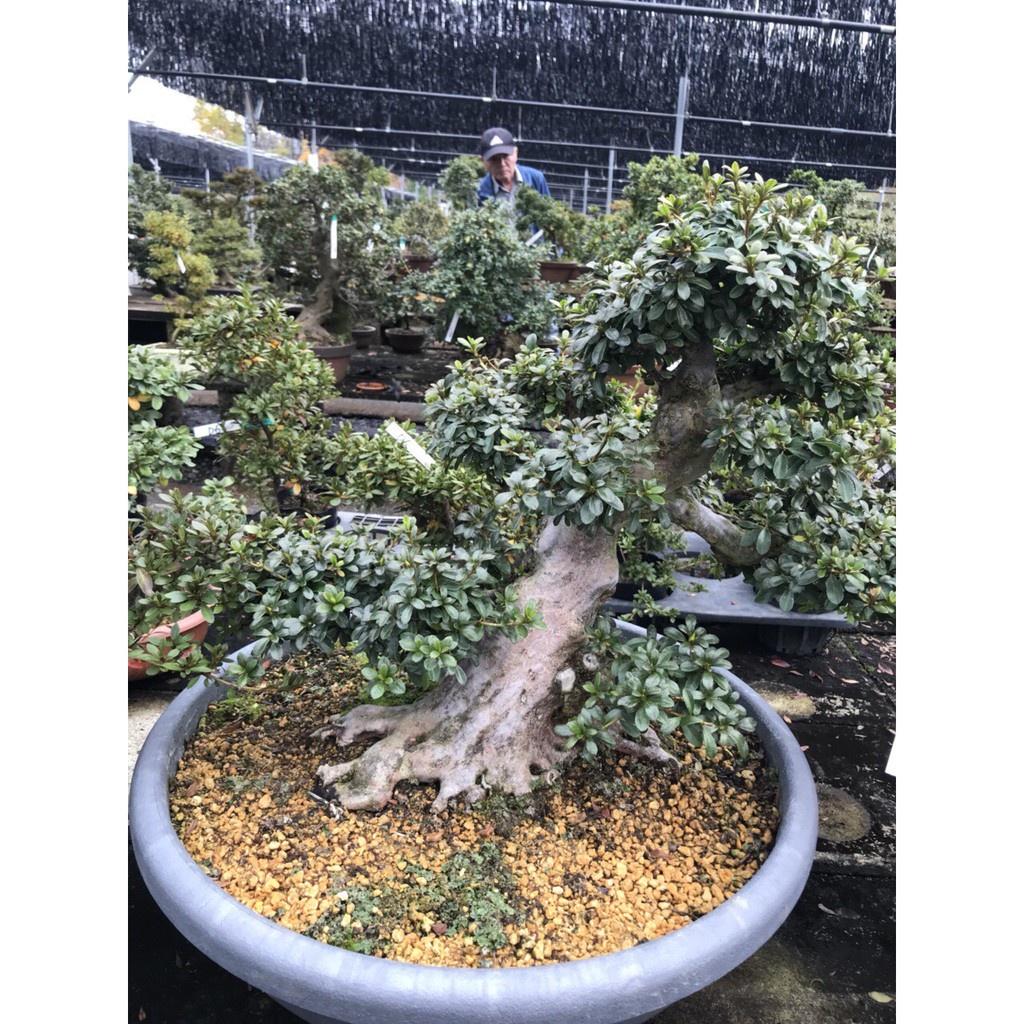 Đất Akadama size SS-S-M bao 14 lít chuyên dùng cho trồng sen đá, xương rồng,bonsai - Nhà Vừng