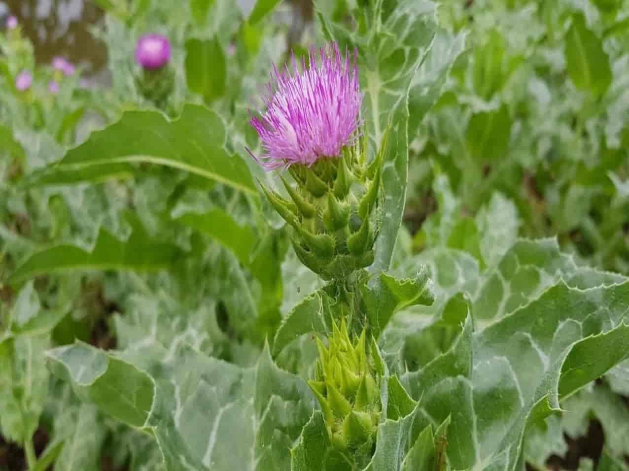 Hạt Giống Kế Sữa Gan Milk Thistle (10 Hạt)