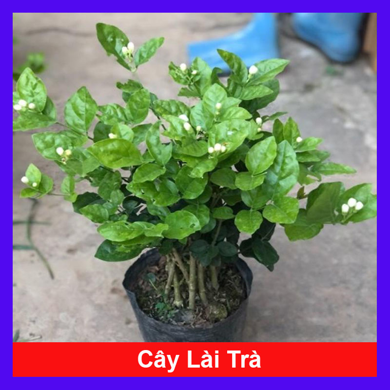 Cây hoa nhài - hoa lài cao 400 cm (ảnh thật số) hoa nở quanh năm