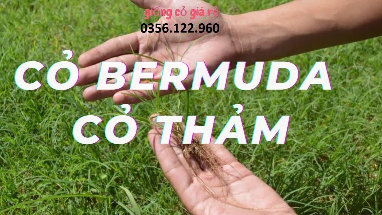 50g Hạt giống cỏ Barmuda - cỏ sân vườn, công trình, chăn nuôi