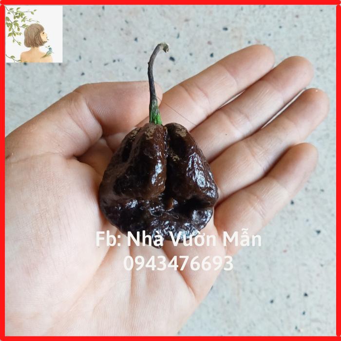 3 Hạt Ớt Big Mama Black