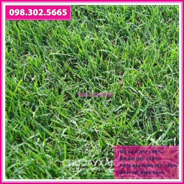 Hạt Giống Thảm Cỏ Bermuda gói 1kg - Cỏ Sân Vườn - Cỏ Thảm - Cỏ Trồng Cảnh Quan