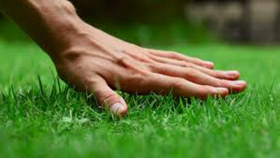 Gói 50 gram.Hạt giống cỏ nhung nhật ,cỏ thảm,lá dài 2cm