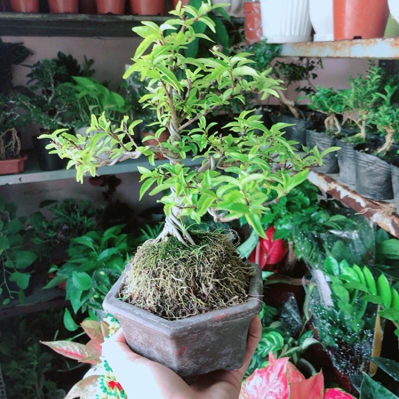 Chậu Mai Chiếu Thuỷ Bonsai Mini