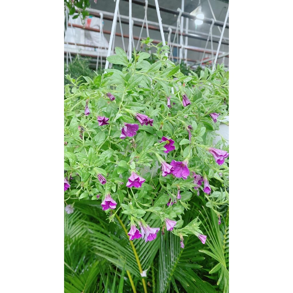 Chậu Hoa Triệu Chuông