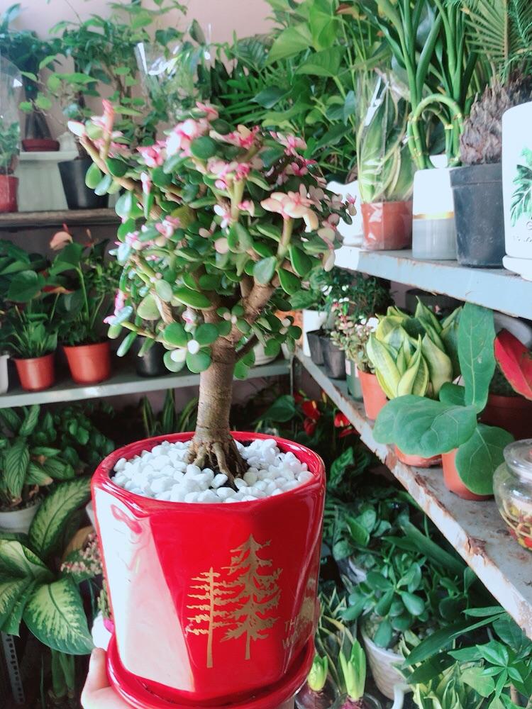 Chậu Cây Cành Vàng Lá Ngọc