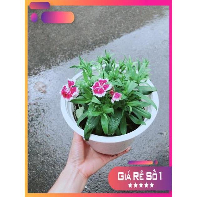 Chậu Hoa Cẩm Chướng