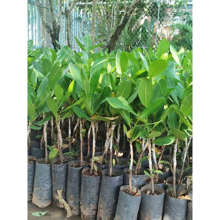 CÂY GIỐNG ĐIỀU ĐỎ